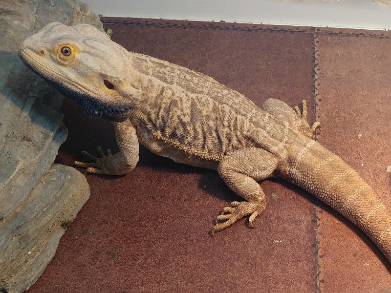 Uromastyx Ocellata