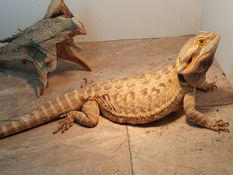 Uromastyx Ocellata