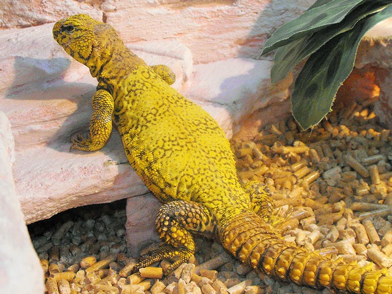 Uromastyx Ocellata