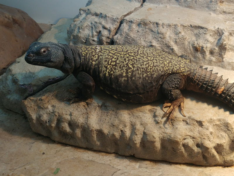 Uromastyx du Mali