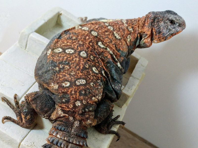 Uromastyx Ocellata