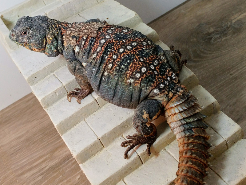 Uromastyx Ocellata