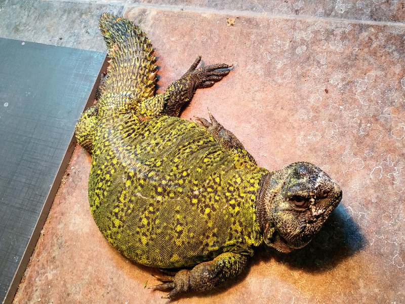 Uromastyx du Maroc