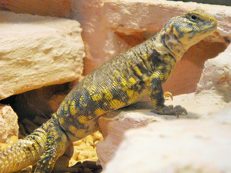 Uromastyx Ocellata