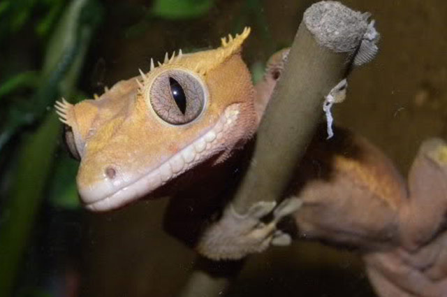 ELEVAGE GECKO À CRÊTE