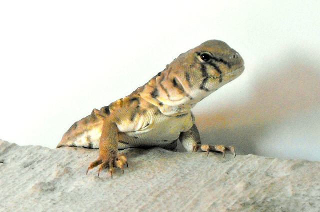 ELEVAGE UROMASTYX